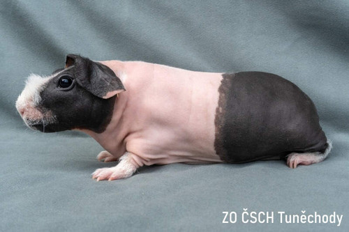 CZCH Cherry Domunax