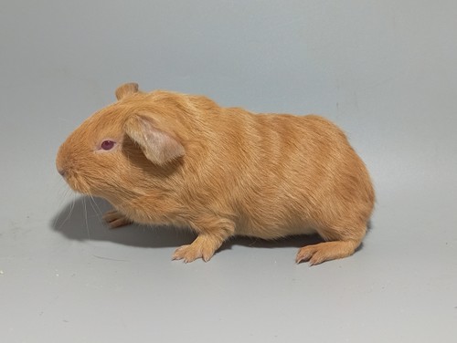 Chulio
