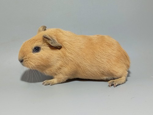 Chicquita
