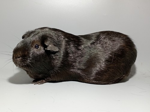 Indy Ink-cavia