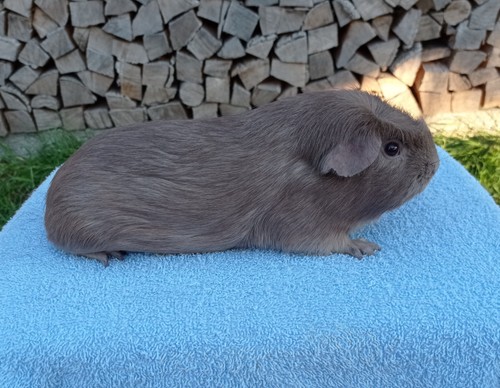 Bolero von den Leverkusener Fellnasen