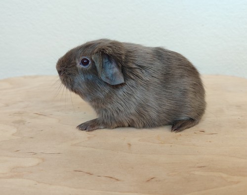 Judy Charqie