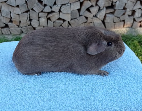 Hope Avenger Cavia