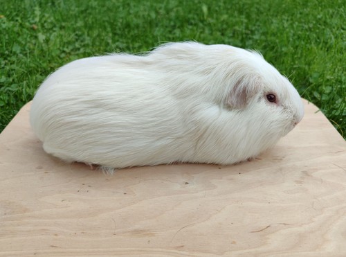 Cloddy Charqie