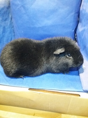 Barbucha Ink-cavia
