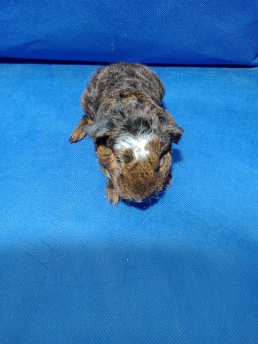 Chimenes Ink - cavia