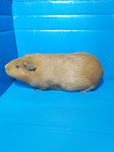 Osívka Ink-cavia