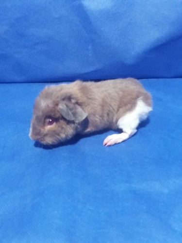 Roela Ink-cavia