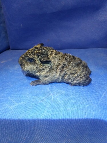 Verca Ink-cavia