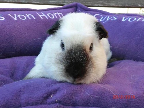 Gerd z Kozího hrádku