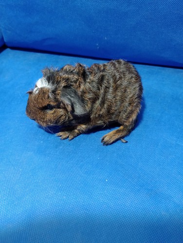 Chimenes Ink - cavia