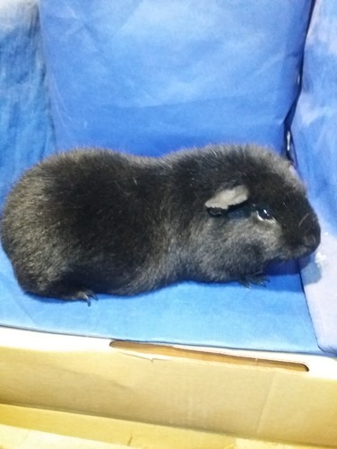 Barbucha Ink-cavia