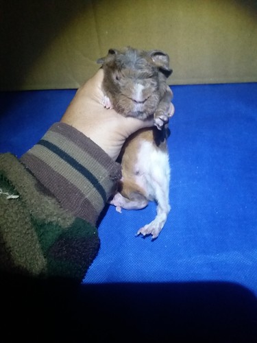 Roela Ink-cavia