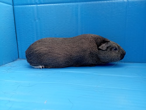 Zaira Ink-cavia
