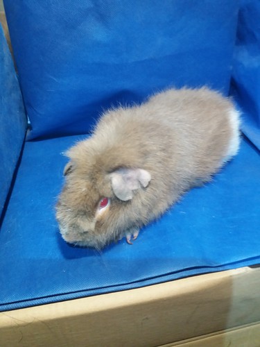 Roela Ink-cavia