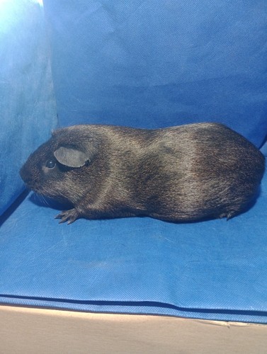 Mailin Ink-cavia