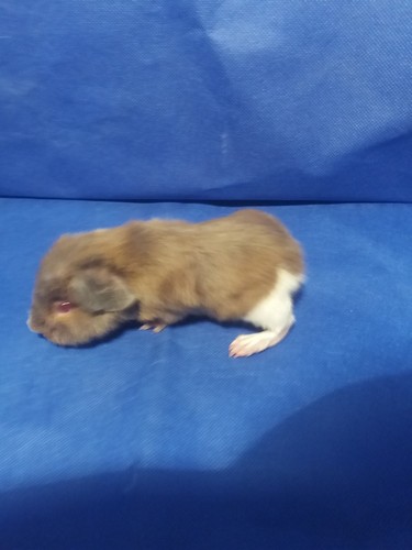 Roela Ink-cavia