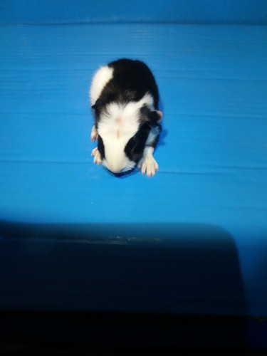 Galli Ink - cavia
