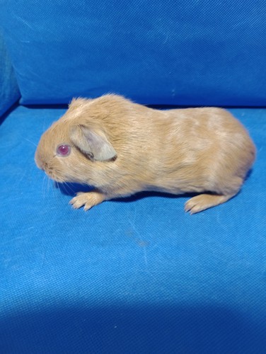 Osívka Ink-cavia