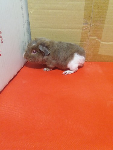 Roela Ink-cavia