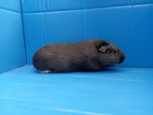 Zaira Ink-cavia