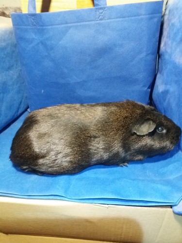 Mailin Ink-cavia