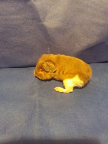 Roela Ink-cavia