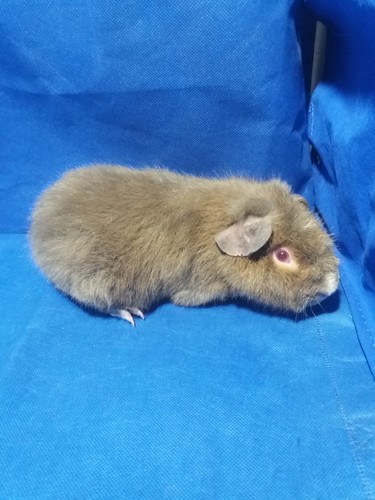 Roela Ink-cavia