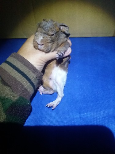 Roela Ink-cavia