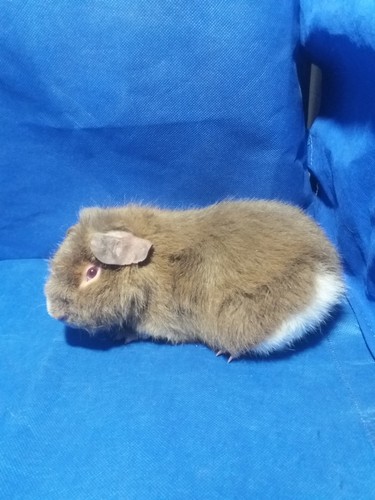 Roela Ink-cavia