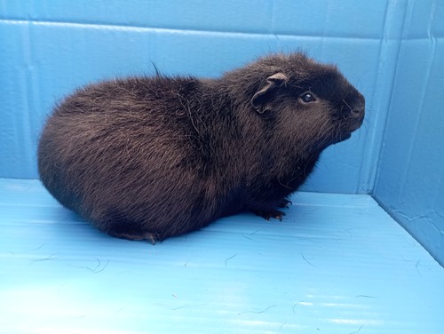 Barbucha Ink-cavia