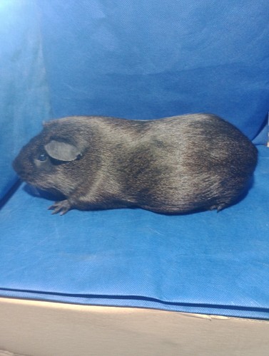 Mailin Ink-cavia