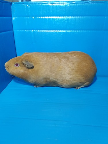 Osívka Ink-cavia