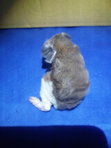 Roela Ink-cavia