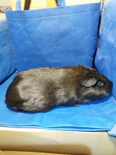 Mailin Ink-cavia