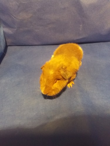 Roela Ink-cavia