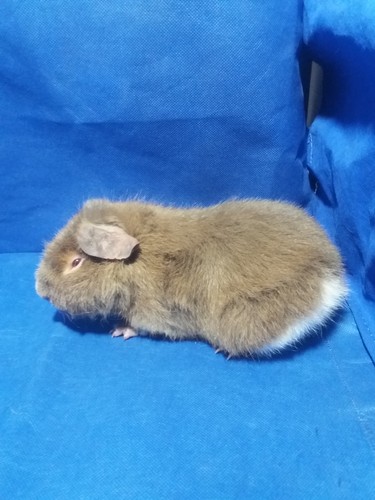 Roela Ink-cavia