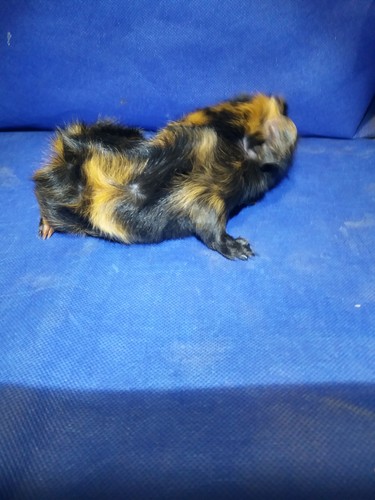 Wejz Ink-cavia