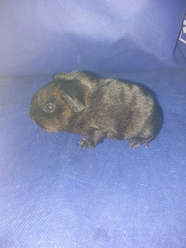 Mailin Ink-cavia