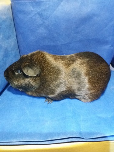 Mailin Ink-cavia