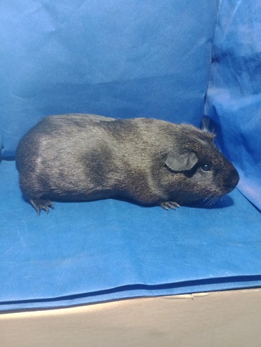 Mailin Ink-cavia