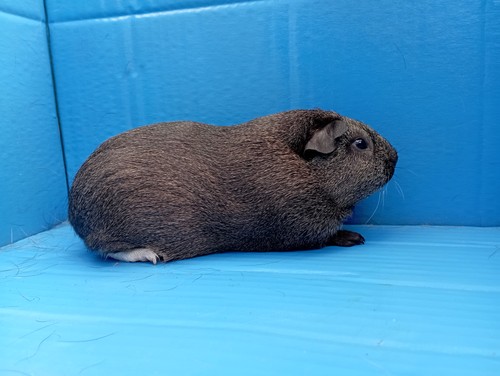 Zaira Ink-cavia