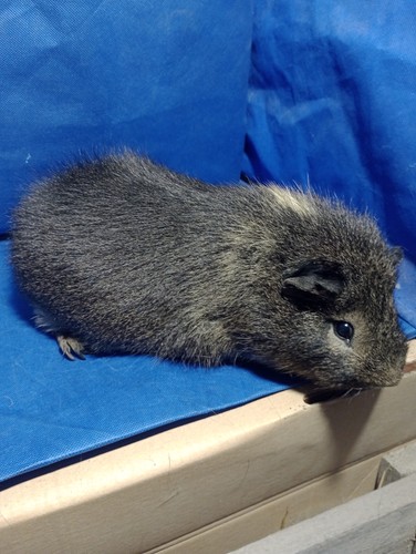Salamandr Ink-cavia