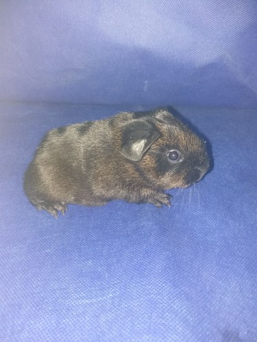 Mailin Ink-cavia