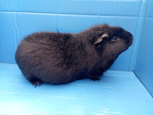 Barbucha Ink-cavia
