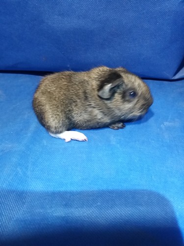 Zaira Ink-cavia