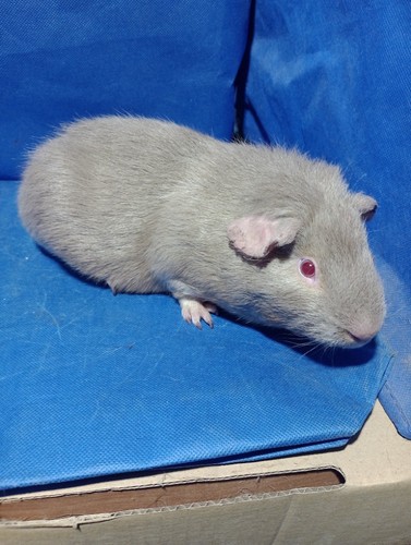 Funny StředoUličník