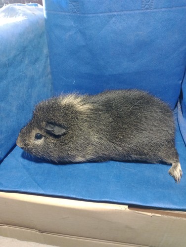 Salamandr Ink-cavia