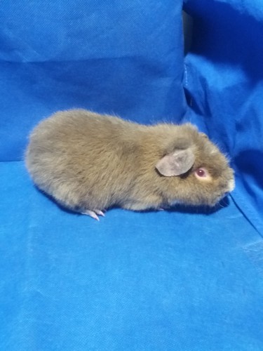 Roela Ink-cavia