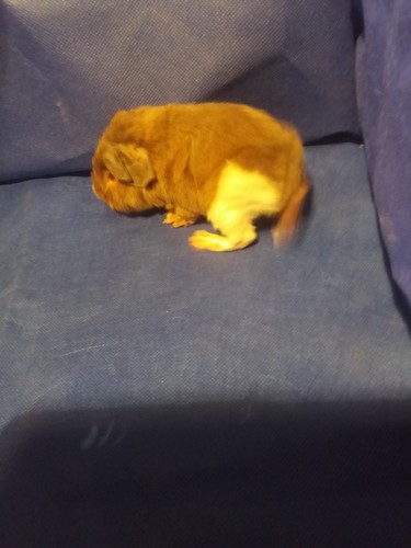 Roela Ink-cavia